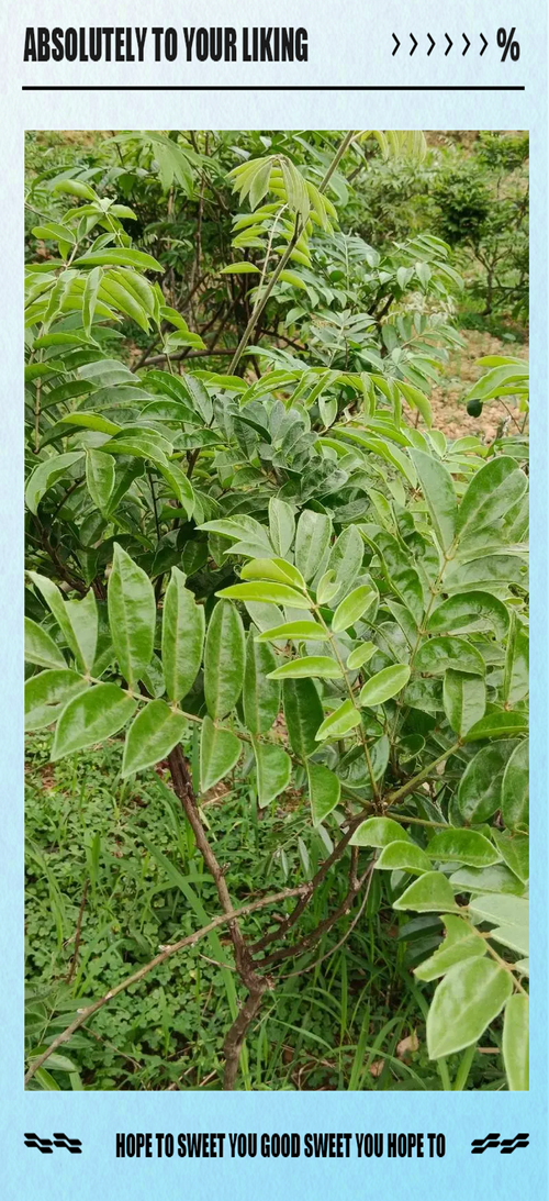 牛大美是什么部位_牛大美不是牛部位，牛大力是药材，牛肉各部位做法不同