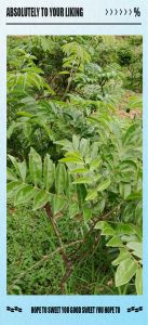 牛大美是什么部位_牛大美不是牛部位，牛大力是药材，牛肉各部位做法不同