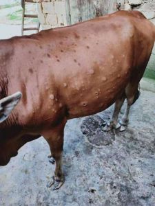 牛痘在牛身上部位图_牛痘接种预防天花