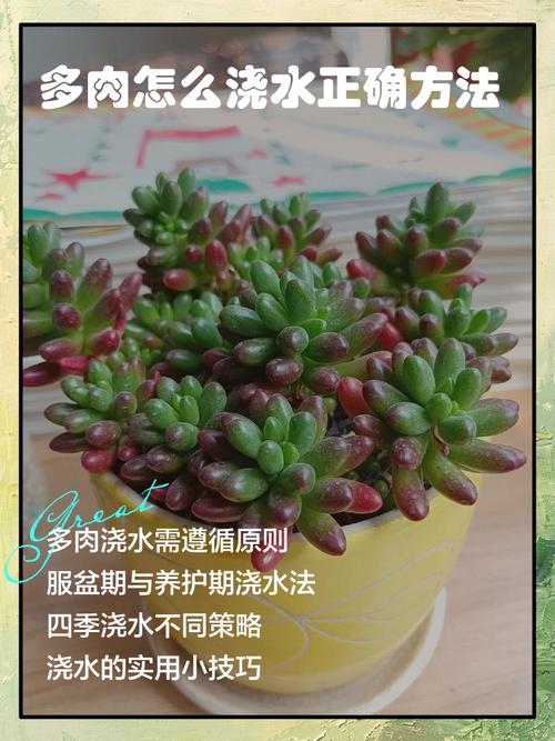 焯肉的水可以浇花吗_焯肉水别浇花，发酵后稀释用！