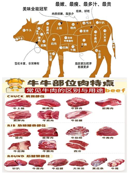 牛的各个部位图解_牛肉不同部位做法不同，风味各异