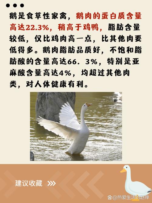 鸭肉脂肪含量高吗_鸭肉脂肪好，蒸煮烤着吃，痛风忌食