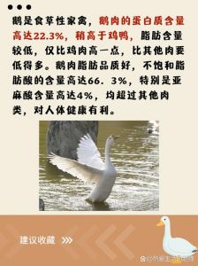 鸭肉脂肪含量高吗_鸭肉脂肪好，蒸煮烤着吃，痛风忌食