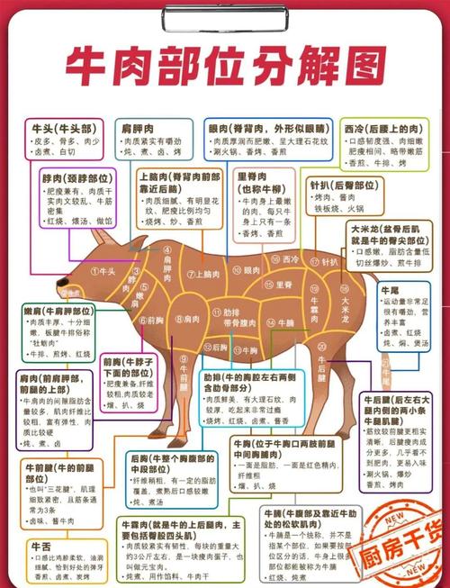 牛肉分解部位讲解图_牛肉部位与做法全攻略