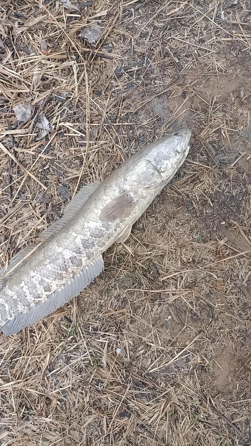 黑鱼很脏吗_黑鱼环境决定脏不脏，安全美味营养高