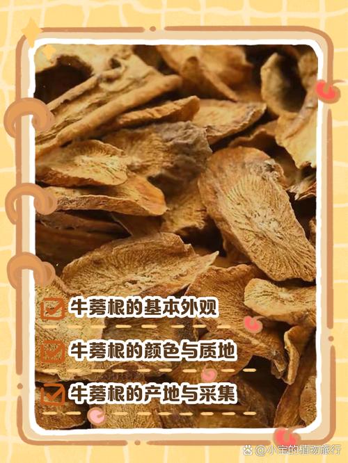 牛的牛蒡是什么东西_牛蒡根菜食药两用，助消化好食材
