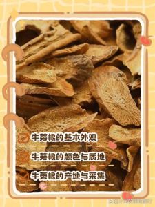 牛的牛蒡是什么东西_牛蒡根菜食药两用，助消化好食材