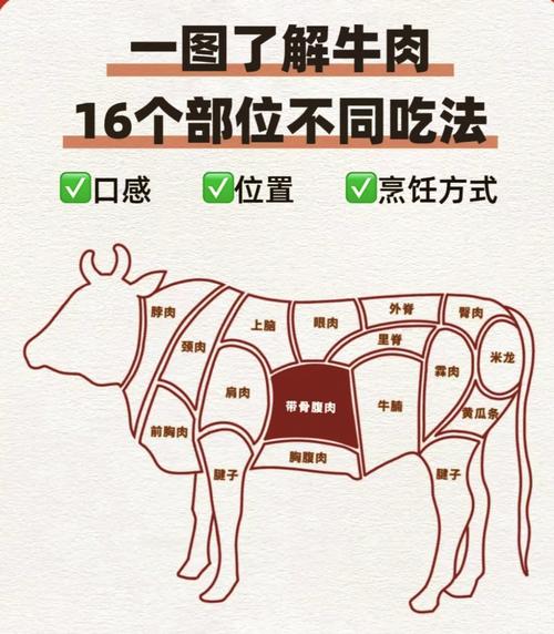 牛肉的全身部位图解_里脊煎肩肉炖上脑炒