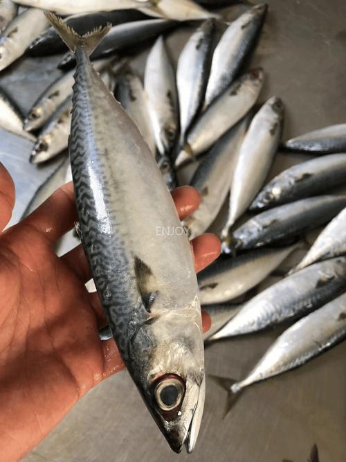 海青鱼俗称什么鱼图片_美味经济鱼，需保护