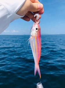 和金线鱼相似的是什么鱼_细嫩鲜美，清蒸香煎皆宜