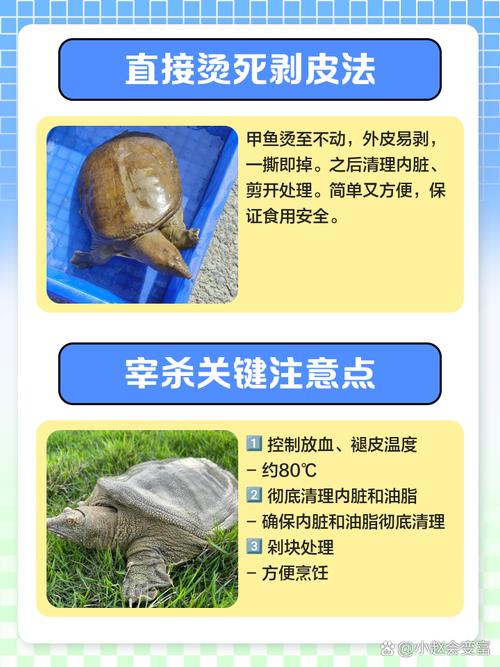 杀甲鱼的正确方法图解_杀放血褪壳分割去内脏，影响肉质口感