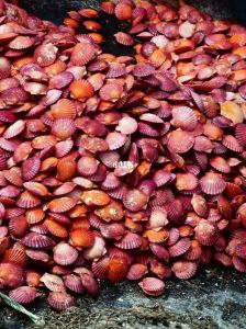 有粉色的贝壳肉吗_加勒比海珍品，美食与珠宝之宝