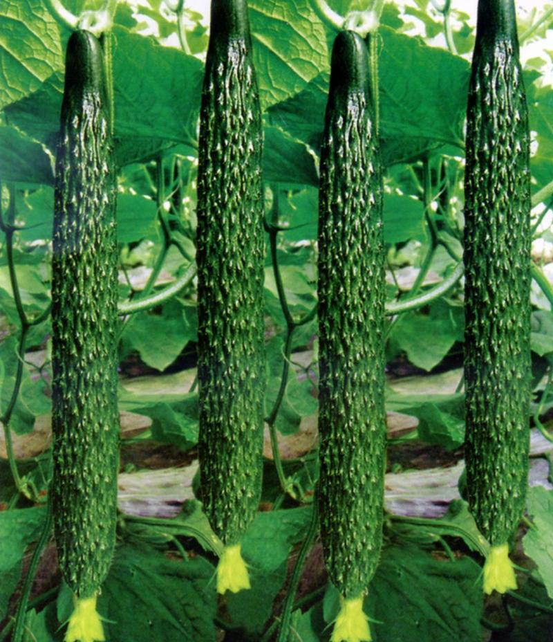 黄瓜绿色的为什么叫黄瓜_历史趣闻