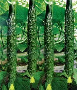 黄瓜绿色的为什么叫黄瓜_历史趣闻