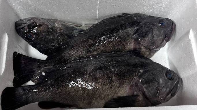 海里黑色长条是什么_深海美味，营养丰富