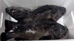 海里黑色长条是什么_深海美味，营养丰富