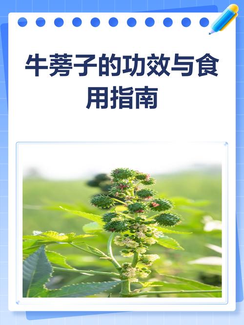 牛子是牛蒡子吗_牛蒡子别名用法与中医智慧