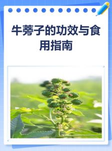 牛子是牛蒡子吗_牛蒡子别名用法与中医智慧