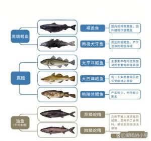 鳕鱼就是大头鱼吗_鳕鱼和大头鱼有啥区别？