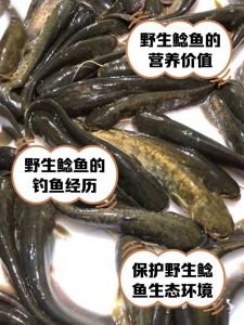 黔鱼和鲶鱼哪个更脏_鲶鱼脏？纯净水黔鱼才干净？选鱼看养殖！