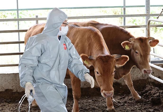 牛痘在牛身上部位图_牛痘接种预防天花