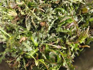 婆婆丁做法大全家常_东北野菜，包饺子做包子香又脆