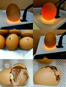 刚破壳的小鸡怎么喂什么_小鸡破壳后喂水喂食指南