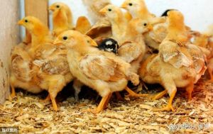 仔鸡与肉鸡的区别是什么_子鸡嫩柴鸡鲜，肉鸡实惠选哪个？