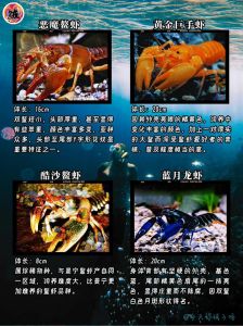 鳌虾是小龙虾吗_外形相似但区别大