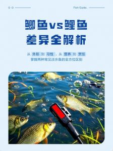 鲫鲤鱼与鲤鱼的区别_鲫鱼鲤鱼怎么分？看胡须鳞片和鱼唇！