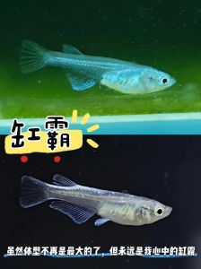 鳑鲏鱼吃青鳉鱼吗_鳑鲏青鳉别打架，混养选对鱼注意喂