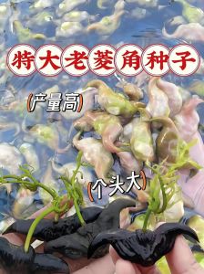 无壳鲜菱角煮几分钟_家常煮菱角，粉糯香甜做法分享