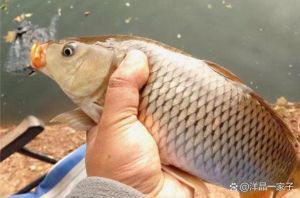 一推一吸是鲤鱼吸水吗_锦鲤吸水，性技巧新解