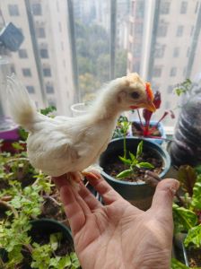 只养一只小鸡能活吗_独养鸡要舒适，通风温控草箱，少喂多互动，否则易孤独