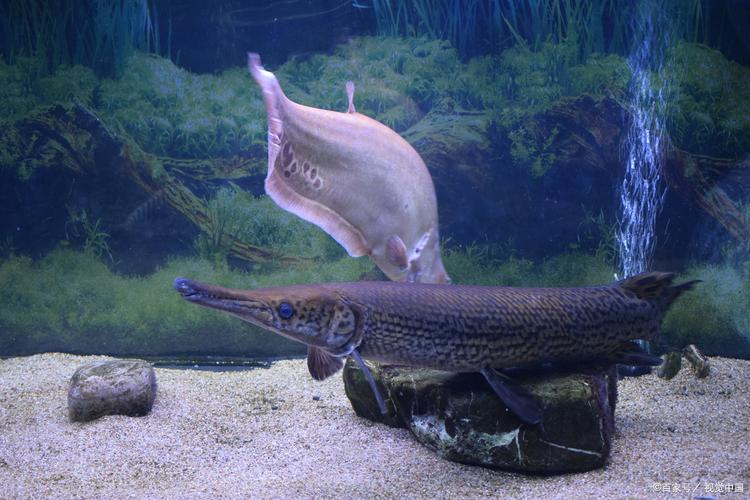 鳄雀鳝是冷水鱼吗_鳄雀鳝是外来入侵物种，会捕食本土鱼类，破坏生态平衡，我国严格限制养殖和放生
