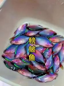 鳑鲏是冷水鱼吗_高体鳑鲏，易养好养，色彩靓丽