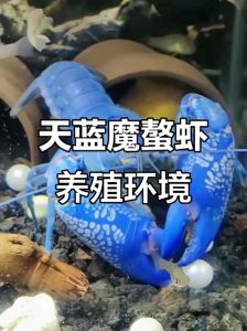 蓝魔虾可以和鱼混养吗_蓝魔虾与鱼混养可行性及注意事项