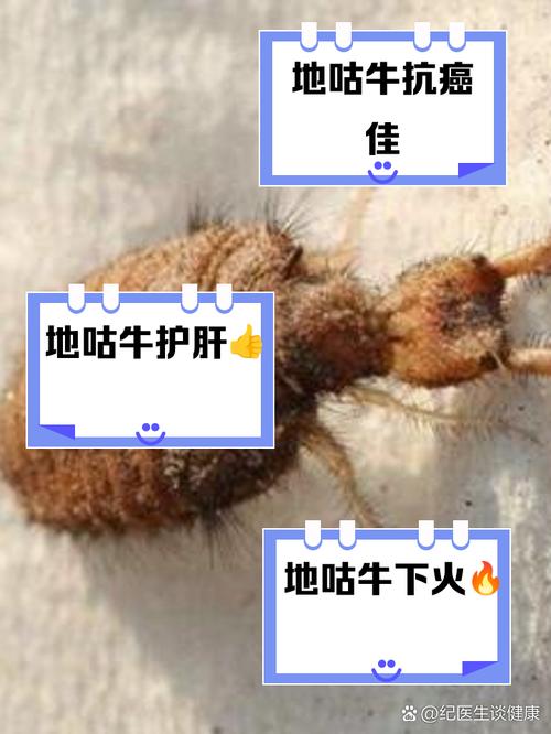 地古牛江西方言叫什么_江西方言地古牛别称多,童年味与医药宝! 地古牛江西方言叫什么_江西方言地古牛别称多,童年味与医药宝!