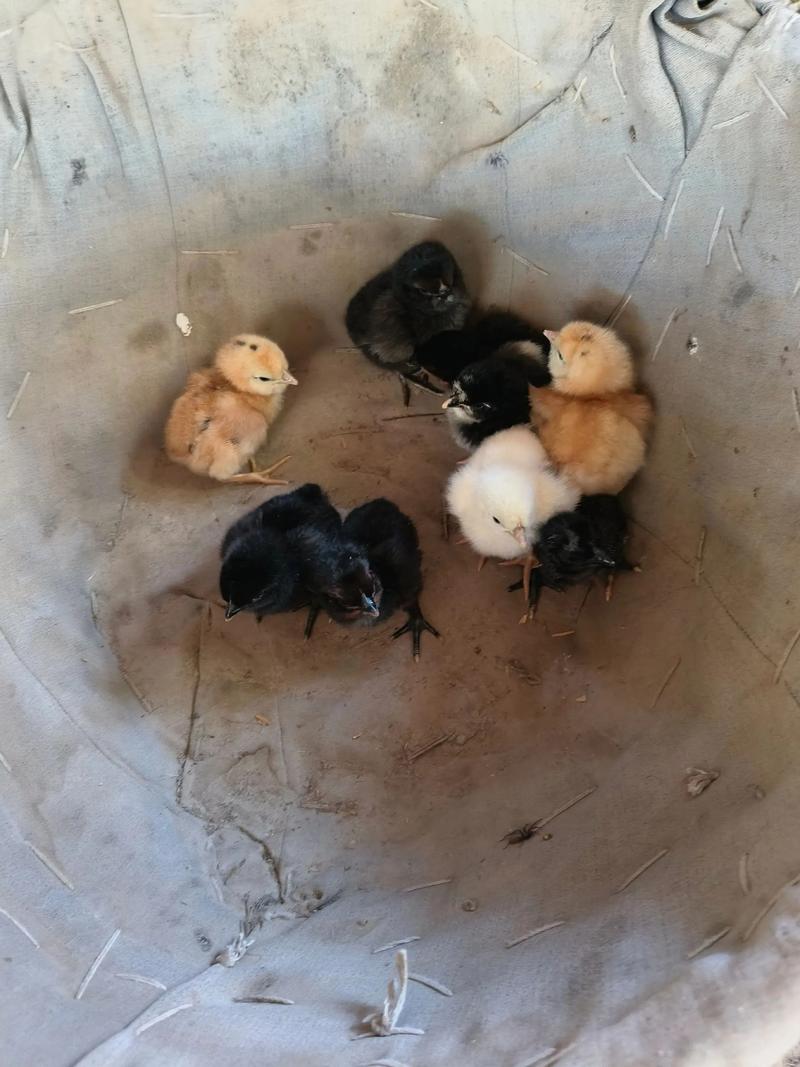 刚到家的小鸡为什么抱团在一起_雏鸡聚堆原因与防治