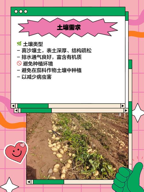 土豆一年四季都可以种吗_土豆种植看天时，南北不同有差异