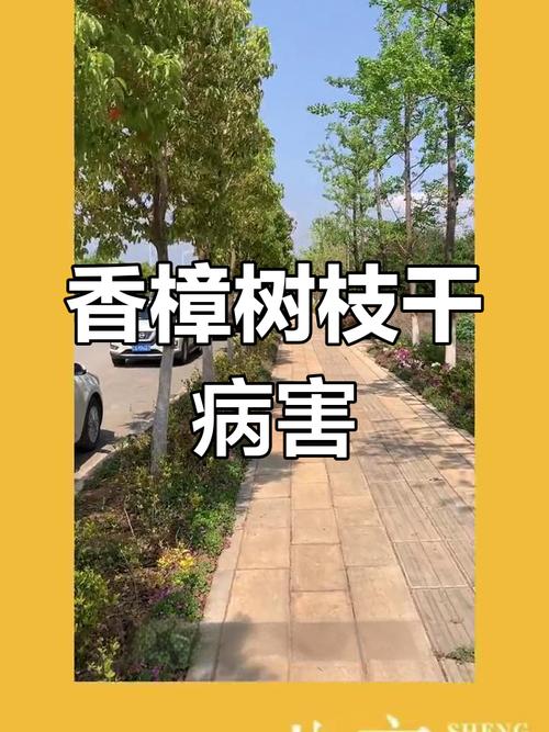 香樟树为什么汁液会掉_樟树滴水正常,温洗可去除 香樟树为什么汁液会掉_樟树滴水正常,温洗可去除