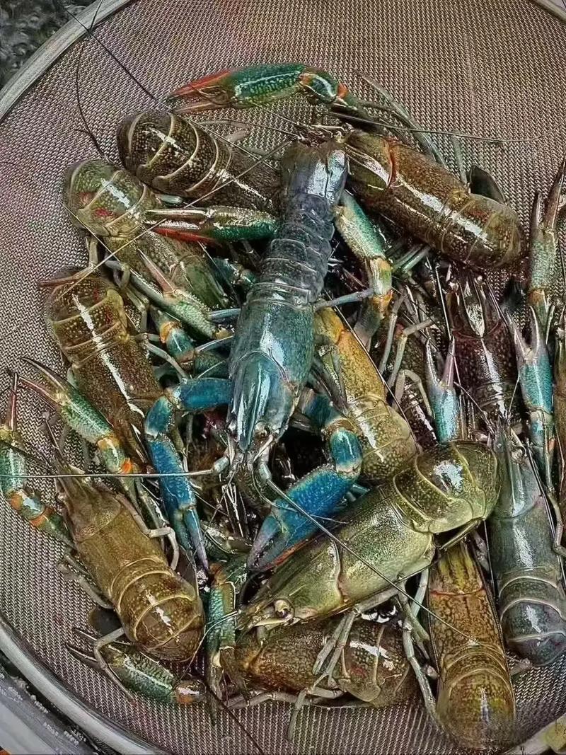 蓝龙就是小龙虾吗_鲜甜营养，美味佳选