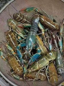 蓝龙就是小龙虾吗_鲜甜营养，美味佳选