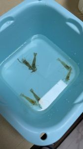 小河虾能长大吗_小河虾生长全过程