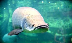 巨骨舌鱼是银龙鱼吗_亚马逊水中坦克巨骨舌鱼，古老生物受保护