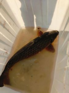 十几斤的鲤鱼有灵性吗_鲤鱼有灵性？吉祥象征，理性看待