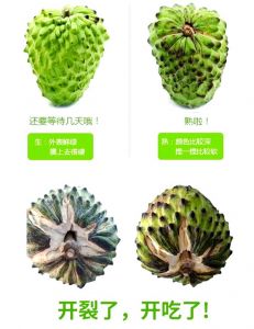 释迦果怎么看熟不熟_释迦果成熟判断及食用指南