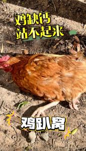 没下蛋的鸡营养吗_老母鸡汤补虚，乌鸡更佳，但脂肪高需适量