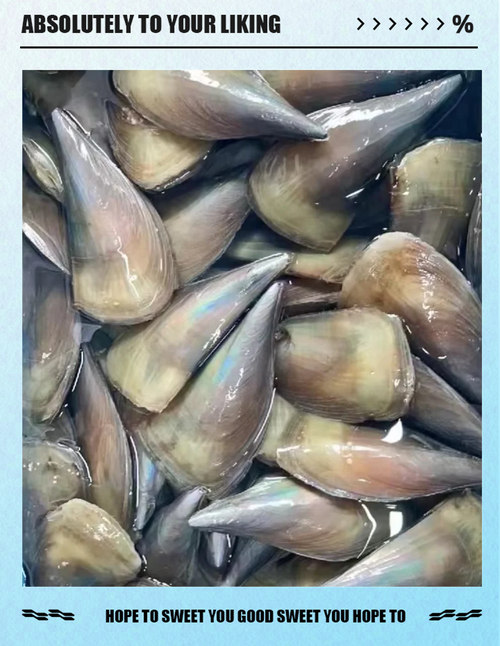 带子海鲜图片大全图解_鲜美营养,多种吃法 带子海鲜图片大全图解_鲜美营养,多种吃法