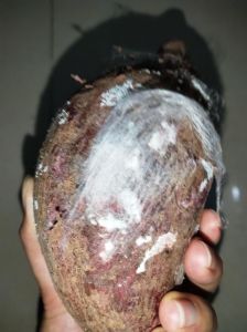 紫薯黏黏的是变质了吗_紫薯发紫黏手是正常，变质别吃！